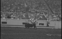 Unidentified Rodeo clowns Bull fighting