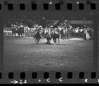 Nathan Haley Steer wrestling, 6.3 Sec