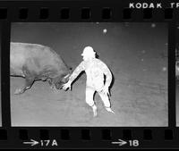 Rick Young Bull fighting with Bull #40