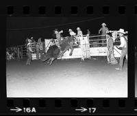 Mike Waters on Bull #36