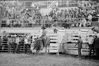 Ed Mesimer on Bull #17