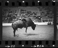 Butch Dixon on Bull #24