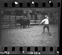 Unidentified Bull rider