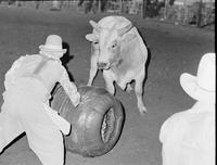 Sheffield Bull fighting