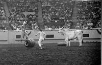 Unidentified Rodeo clowns Bull fighting