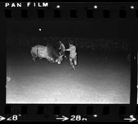 Unknown Rodeo clown Bull fight