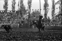 J.W. Farrington Calf roping