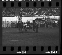 Paul Hughes Steer wrestling