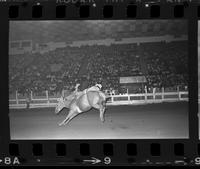 Harold Boozer on Golden Nugget