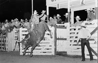 Todd Fogg on Bull #107