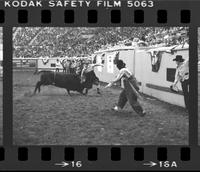 Unidentified Rodeo clown Bull fighting