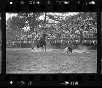 C.T. Jones Calf roping