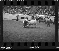 Unidentified Rodeo clown Bull fighting