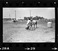 Unknown Rodeo clown Bull fighting