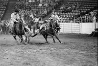 Grady Young Steer wrestling