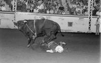 Len Ivy on Bull #44