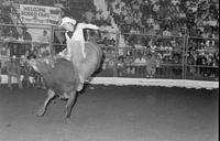 Eddie Rawdon on Bull #10