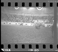 Buzz Peth Calf roping