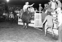 Jack Wiseman on Bull #18