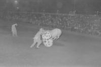 Unidentified Rodeo clown Bull fighting with Bull #T13