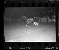 Ron DeGonia Bull fighting with Bull #88