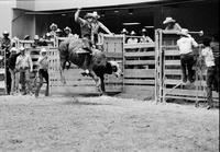 Barney Brehmer on Bull #5