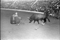 Unknown Rodeo clown fighting Bull