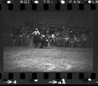 Brad Webb Steer wrestling