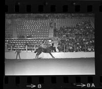 Ross Winckerperck Bareback riding