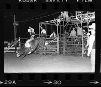 Pat Davidson on Bull #51