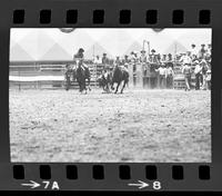 Butch Bode steer wrestling