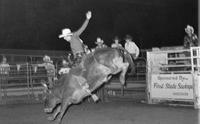 Unidentified rider on unknown Bull
