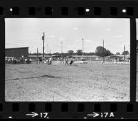 Allen Jones Ribbon roping