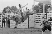 Unidentified Bull rider