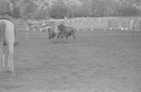 Unknown Rodeo clowns Bull fighting with Bull #26