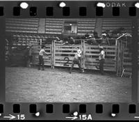 Unidentified Bull rider