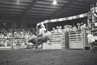 Ken Henry on Bull #25