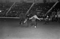 Quail Dobbs Bull fighting with Bull #66