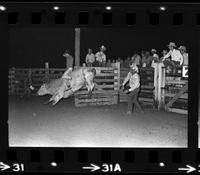Ray Davis on Bull #0