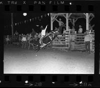 Unidentified Bull rider