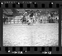 Junior Meek Steer wrestling