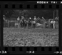 Jack Wiseman Steer wrestling