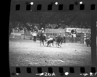 J.W. Farrington Steer wrestling