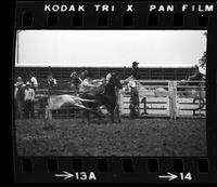 Dan McGee Calf roping