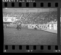 Wheatley & Rodriguez Team roping