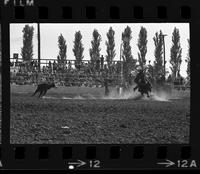 Leroy Hellman Calf roping