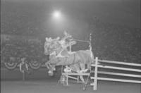 Mildred Farris Barrel racing