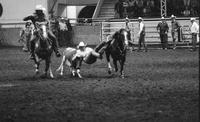 Mark Wallace Steer wrestling