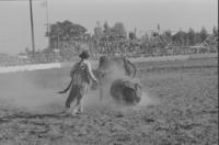 Unidentified Rodeo clown Bull fighting with unknown Bull