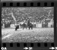 Arnold Felts Calf roping, 3rd Perf., 13.5 Sec